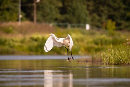 В Тверь вернулась грациозная цапля В Тверь вернулась грациозная цапля