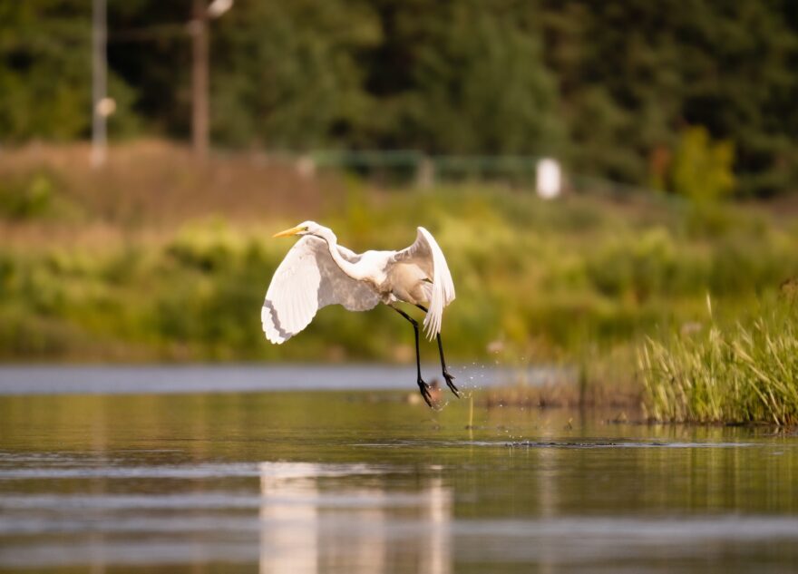 В Тверь вернулась грациозная цапля