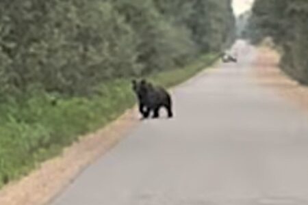 Жители Тверской области встретили медведя на дороге