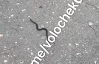 Жители Тверской области рассказали о нашествии змей в городе