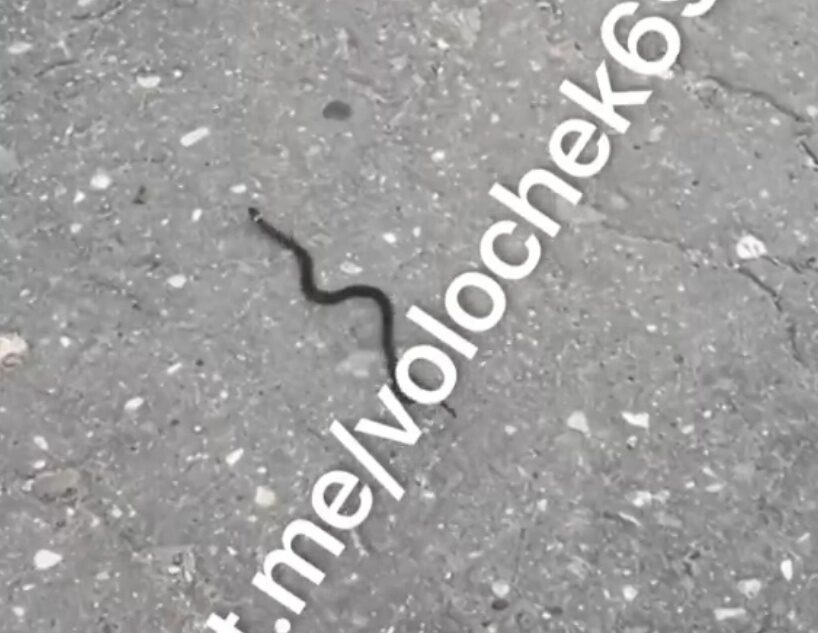 Жители Тверской области рассказали о нашествии змей в городе