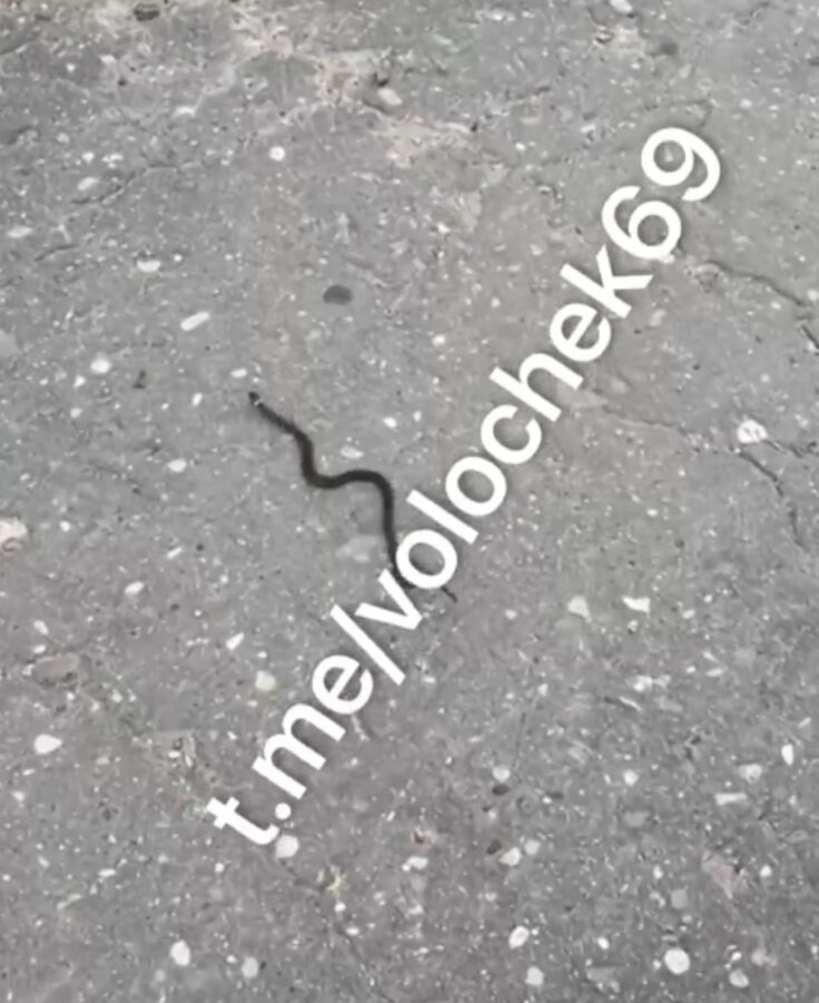 Жители Тверской области рассказали о нашествии змей в городе