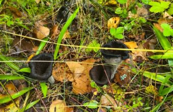 Житель Тверской области нашел в лесу редкие черные грибы Житель Тверской области нашел в лесу редкие черные грибы