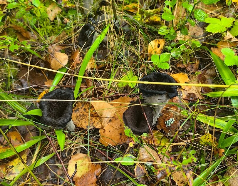 Житель Тверской области нашел в лесу редкие черные грибы