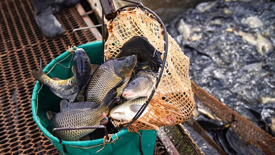 Названы лучшие места для рыбалки на Волге