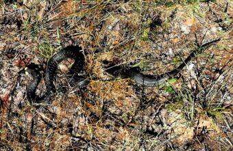 По Первомайской роще в Твери ползают змеи