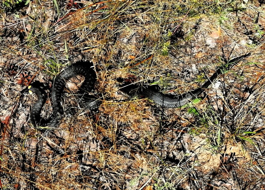 По Первомайской роще в Твери ползают змеи