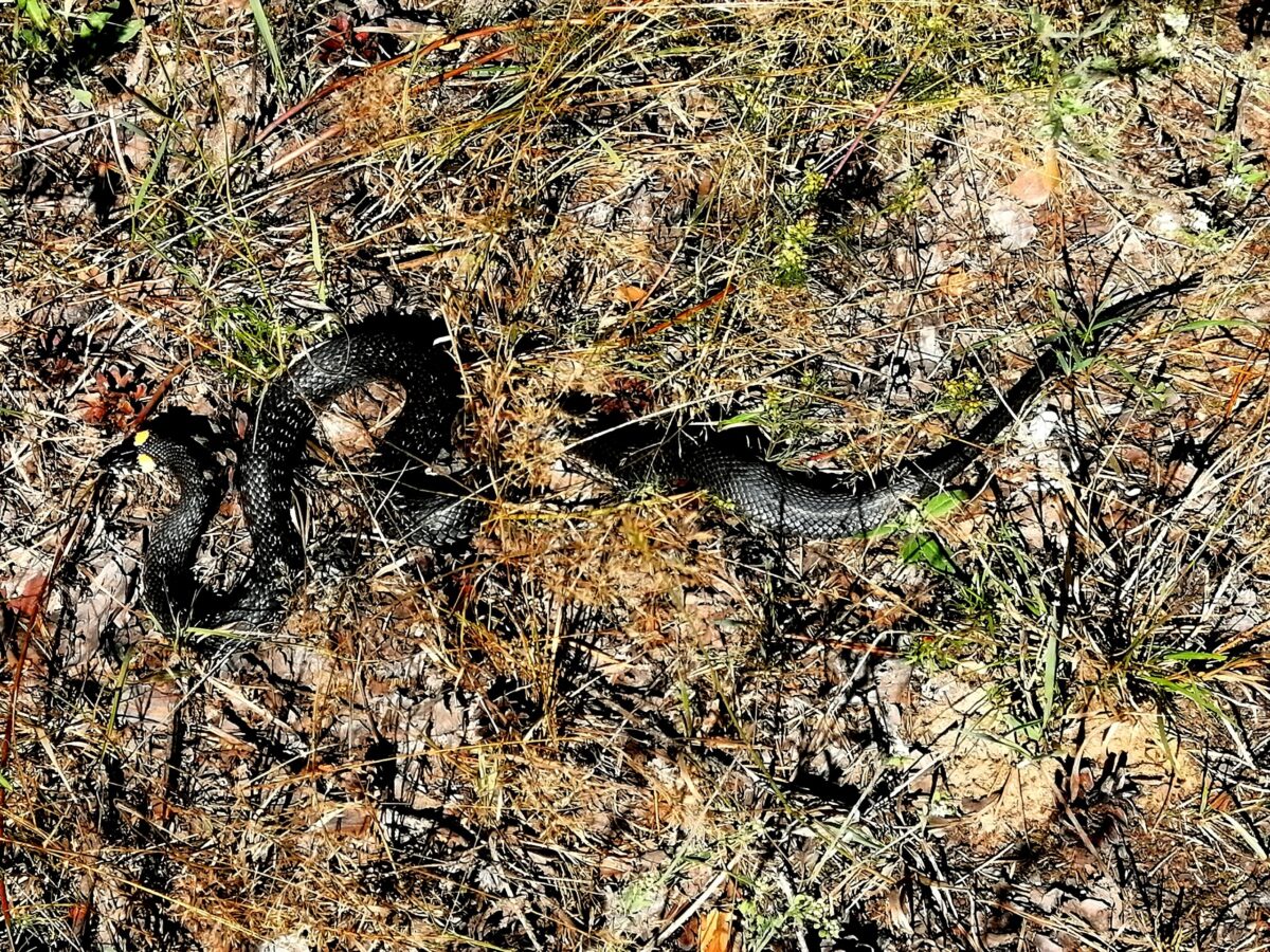 По Первомайской роще в Твери ползают змеи