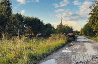 Рядом с Тверской областью в лесу заметили гуляющих верблюдов