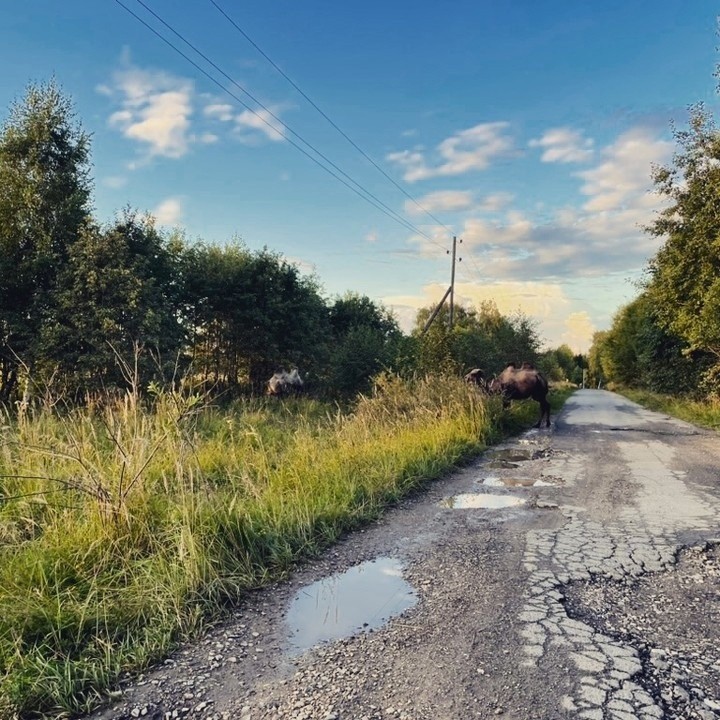 Рядом с Тверской областью в лесу заметили гуляющих верблюдов