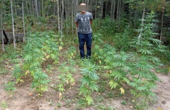 63 куста конопли нашли на территории бывшего колхоза в Тверской области