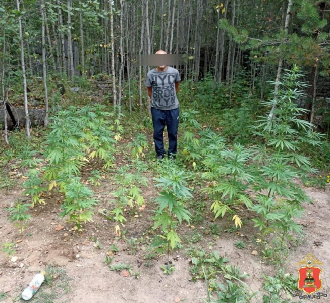 63 куста конопли нашли на территории бывшего колхоза в Тверской области