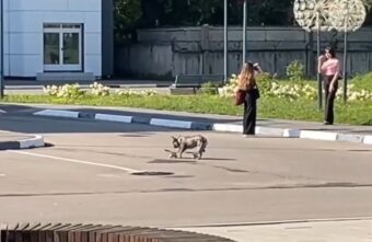 В Твери бульдог виртуозно ездил на скейтборде В Твери бульдог виртуозно ездил на скейтборде