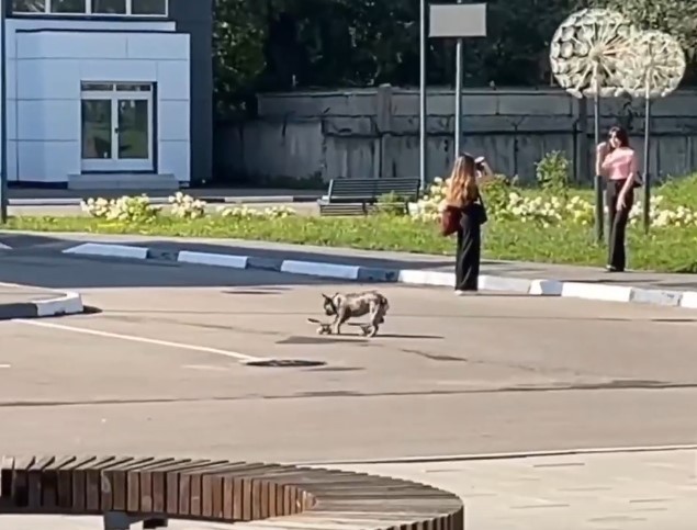 В Твери бульдог виртуозно ездил на скейтборде