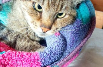 Тверские волонтеры нашли в подвале израненного кота