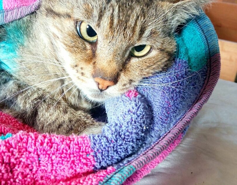 Тверские волонтеры нашли в подвале израненного кота