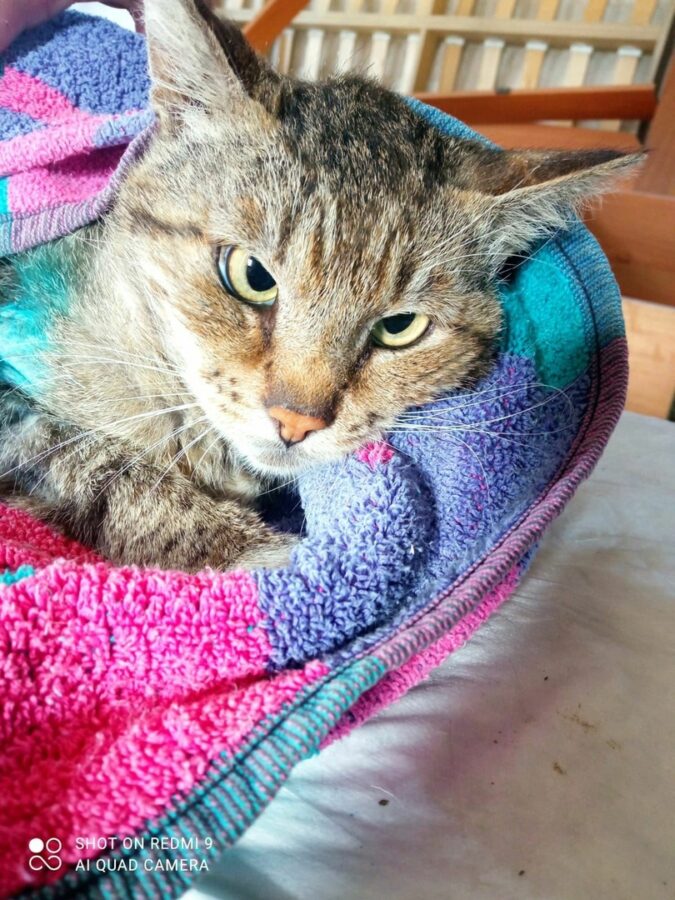 Тверские волонтеры нашли в подвале израненного кота