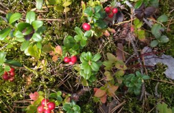 Жители Тверской области рассказали о ягодных полянах в лесу
