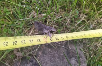 Жителей Тверской области просят узнать страшного зверя