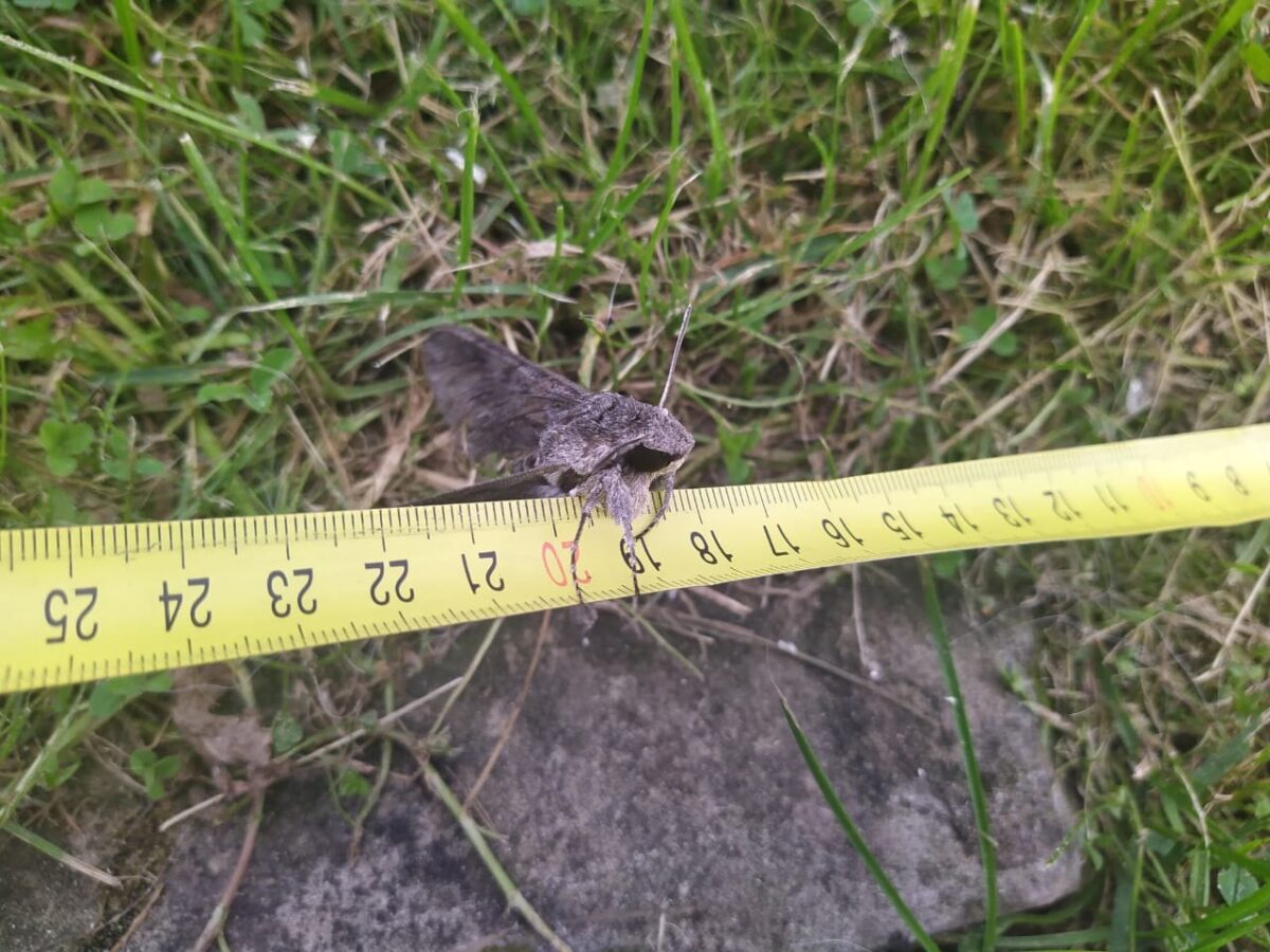 Жителей Тверской области просят узнать страшного зверя