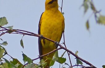 В Тверской области заметили необычную ярко-желтую птицу