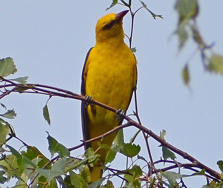 В Тверской области заметили необычную ярко-желтую птицу