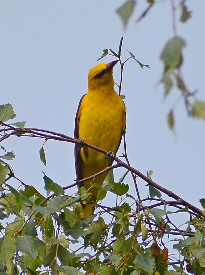 В Тверской области заметили необычную ярко-желтую птицу
