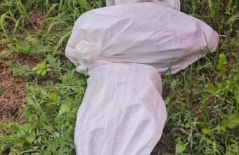 В Твери в строительных мешках выбросили 9 котят В Твери в строительных мешках выбросили 9 котят