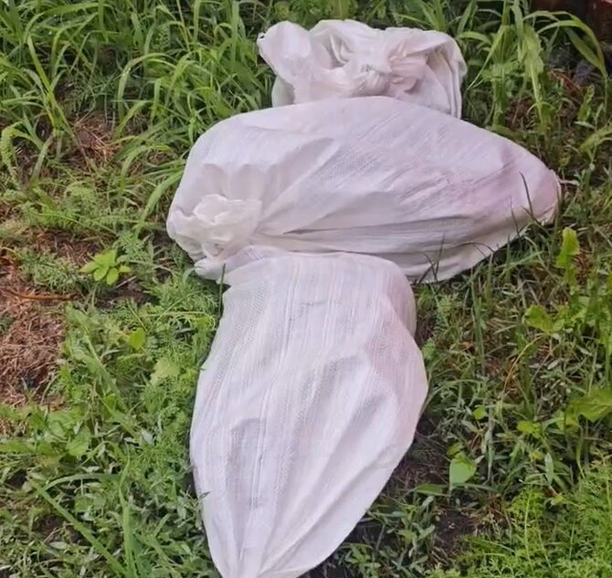 В Твери в строительных мешках выбросили 9 котят