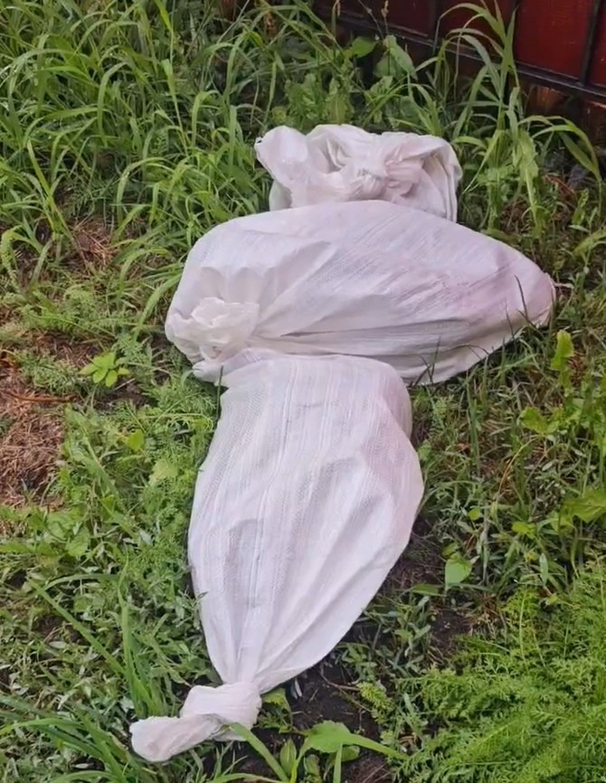 В Твери в строительных мешках выбросили 9 котят