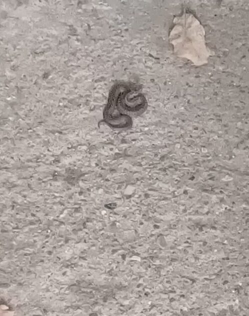 В Тверской области змея заползла в подъезд жилого дома