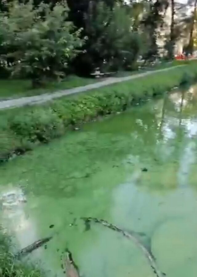 В пруду в Тверской области плавают трупы уток