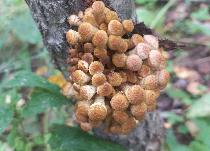 В Тверской области началась вторая волна грибов