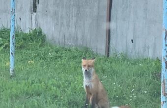 По городу в Тверской области бегает рыжая плутовка По городу в Тверской области бегает рыжая плутовка