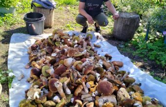 Жительница Тверской области установила рекорд по сбору белых грибов Жительница Тверской области установила рекорд по сбору белых грибов