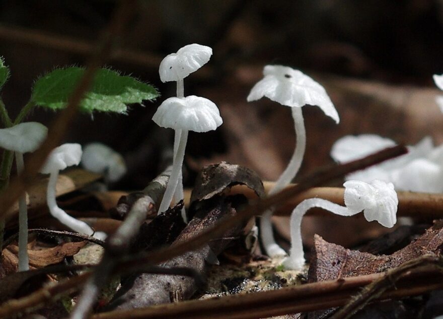 В Тверской области нашли белоснежные грибы