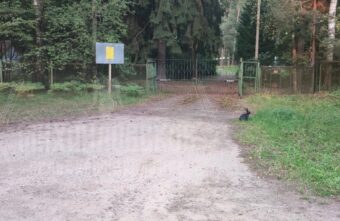 Под Тверью кролики вышли из леса к людям Под Тверью кролики вышли из леса к людям