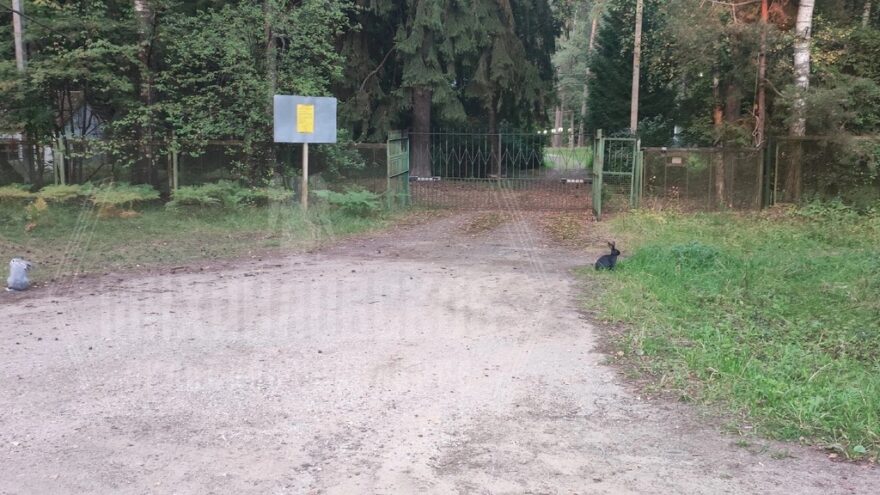 Под Тверью кролики вышли из леса к людям