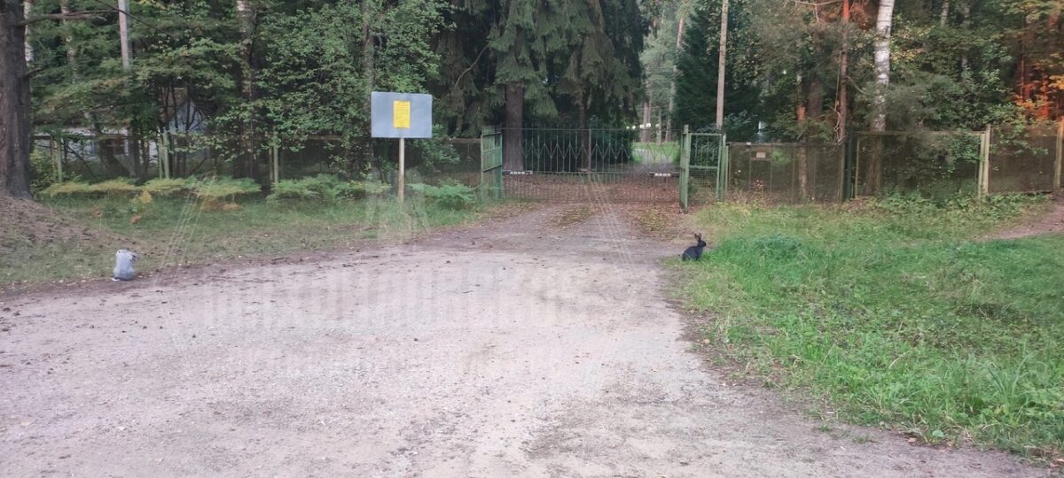 Под Тверью кролики вышли из леса к людям