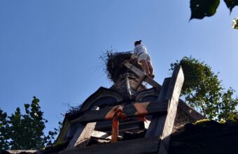 Жители Тверской области выходили аистят, которые остались без мамы Жители Тверской области выходили аистят, которые остались без мамы