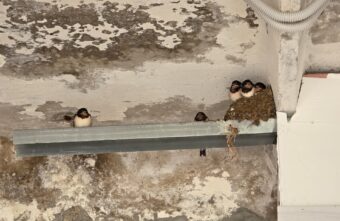 В Тверской области ласточки остановили реконструкцию заправки В Тверской области ласточки остановили реконструкцию заправки