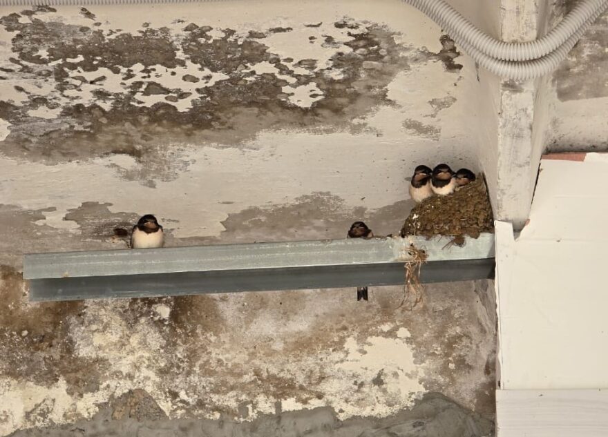 В Тверской области ласточки остановили реконструкцию заправки