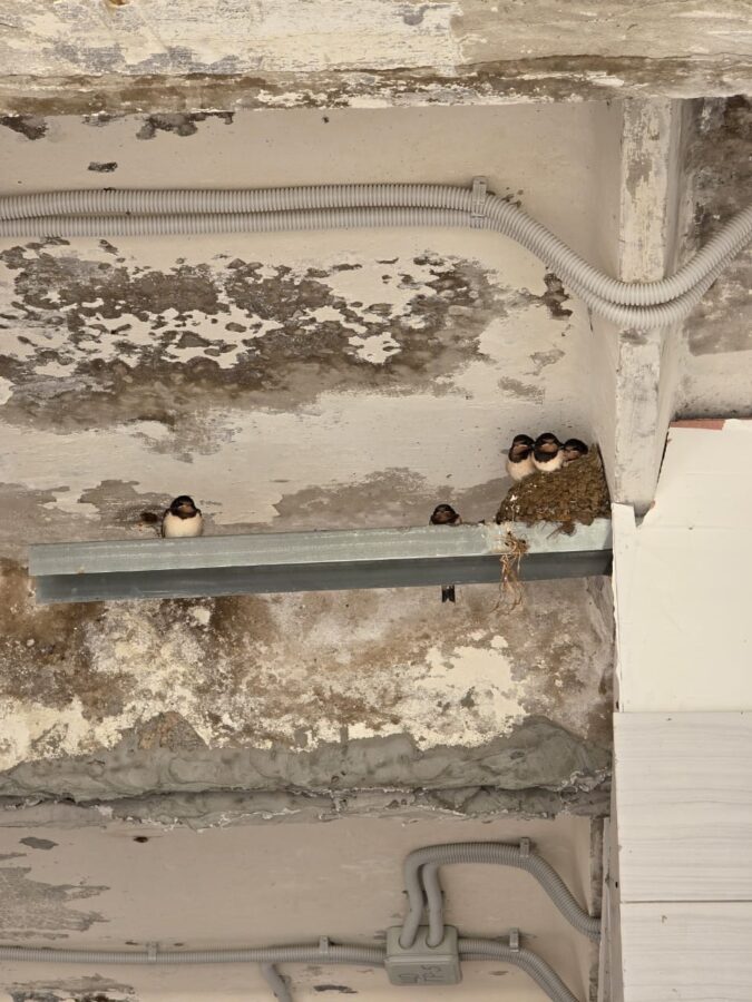 В Тверской области ласточки остановили реконструкцию заправки