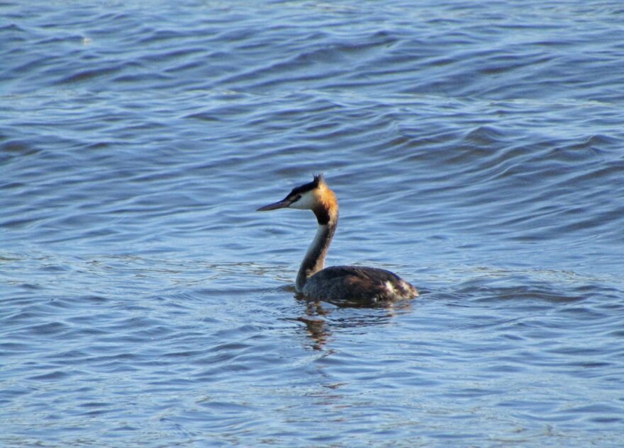 В Твери заметили редкую птицу Чомгу