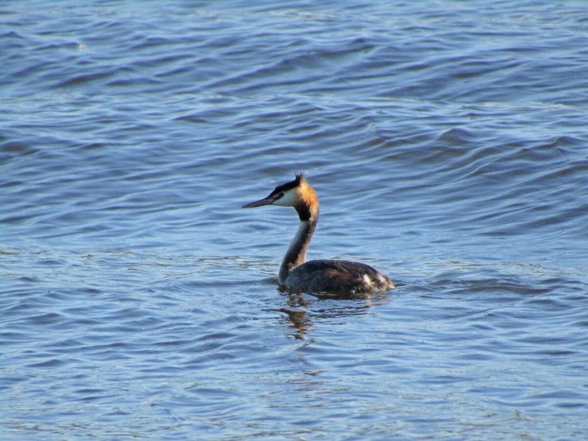 В Твери заметили редкую птицу Чомгу