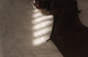 Жительница Тверской области обнаружила большую летучую мышь в квартире Жительница Тверской области обнаружила большую летучую мышь в квартире