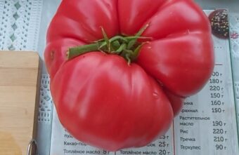 Жители Тверской области соревнуются, у кого урожай лучше Жители Тверской области соревнуются, у кого урожай лучше