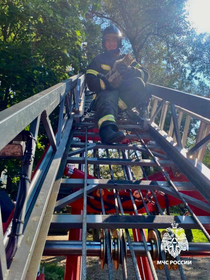 В Тверской области спасатели МЧС сняли с дерева застрявшего кота