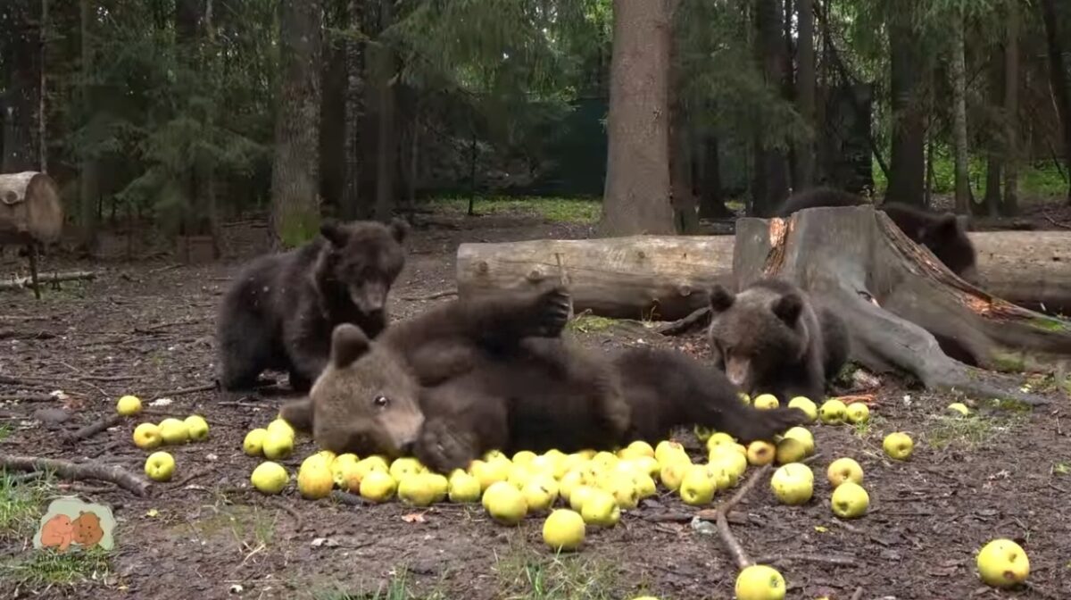 В Тверской области медвежата-сироты станцевали в благодарность за угощение