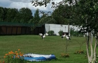 Вдова погибшего аиста Гоши привела птенцов к людям Вдова погибшего аиста Гоши привела птенцов к людям